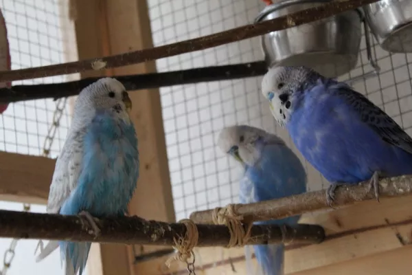 Wellensittich-Bild: Ein Teil meiner Blauen