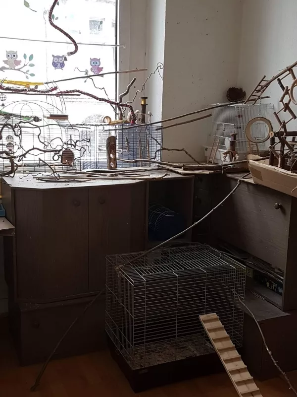 Wellensittich-Bild: Im Welli-Zimmer kommt auch Fußgänger Charly gut von A nach B