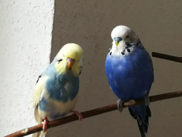 Wellensittich-Bild: Nicky ist Charly\