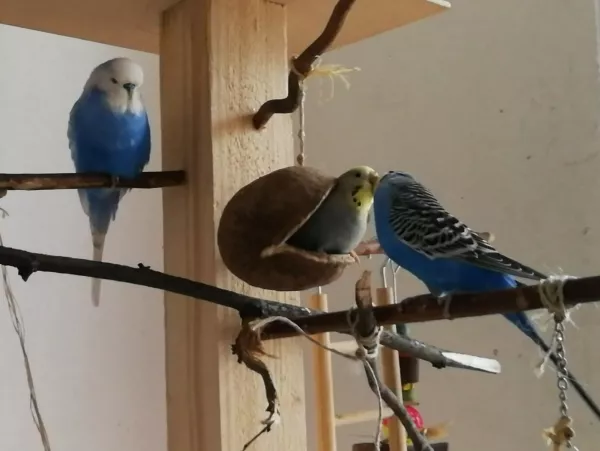 Wellensittich-Bild: Meine Welli-Schätze sind noch nie auf die Idee gekommen zu brüten! 
