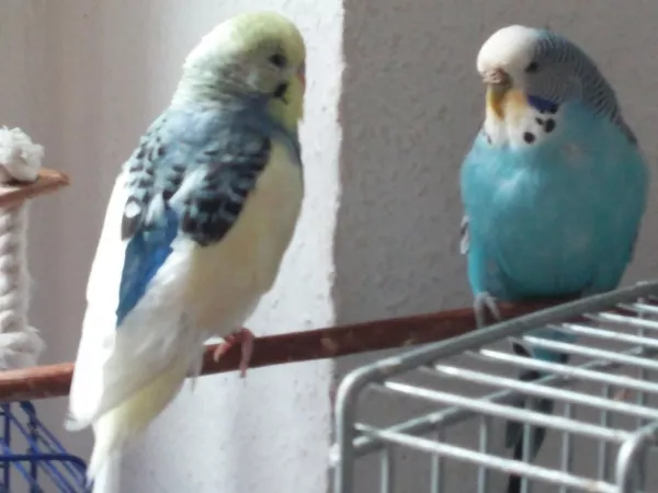 Wellensittich-Bild: Meine beiden Fußgänger Charly und Gretchen 