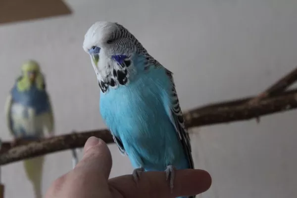 Wellensittich-Bild: Charlie ist heute eingezogen.