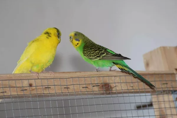 Wellensittich-Bild: Alte Liebe rostet doch nicht ganz, auch wenn Paul inzwischen mit Linda verpaart ist