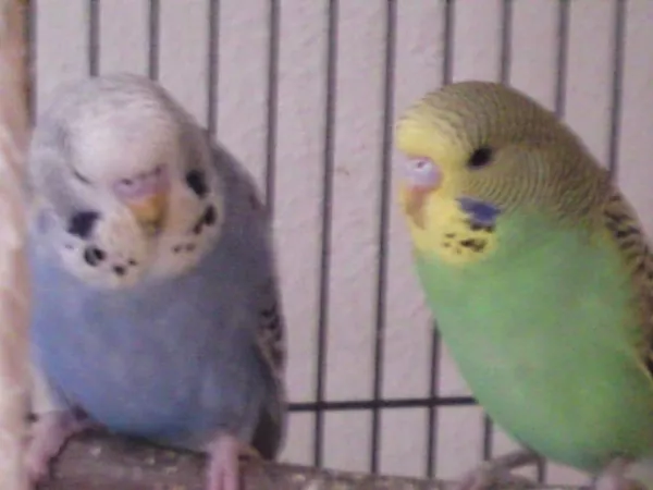 Wellensittich-Bild: Nicky und Halbschwester Nora