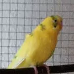 Paul, inzwischen der Älteste