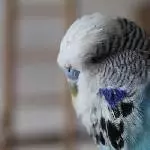 Portrait von Charlie 