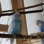 Blaue nach dem Baden