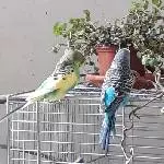Treffen beim Golliwoog