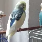 Charly (li) und Gretchen 