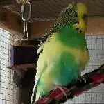 Bonito der Schöne
