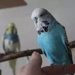 Charlie ist da