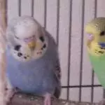 Nicky und Nora noch ganz jung 