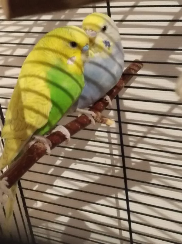 Wellensittich-Bild: Meine Flauschis aktuell, gerade zurück in den Käfig, gleich ist Schlafenszeit