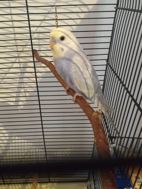 Wellensittich-Bild: Mein kleine/r Ares mit 5 Wochen :) 