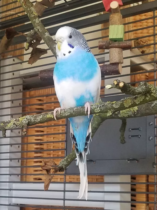 Wellensittich-Bild: Unser hübscher Neuzugang :)