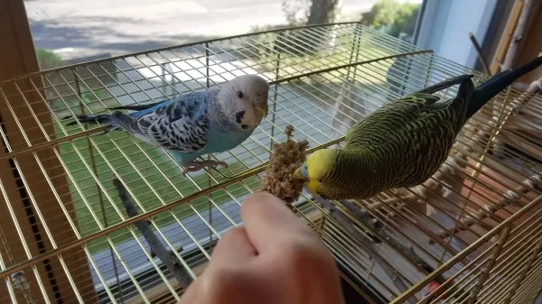 Wellensittich-Bild: Egal wie unterschiedlich der Charakter zweier Vögel auch sein mag, bei der Hirse treffen sich dann doch wieder alle :D