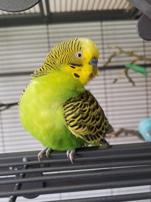 PHPSESSID