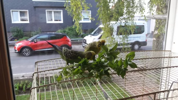 Wellensittich-Bild: Es gibt doch nichts besseres als frisches Grün...