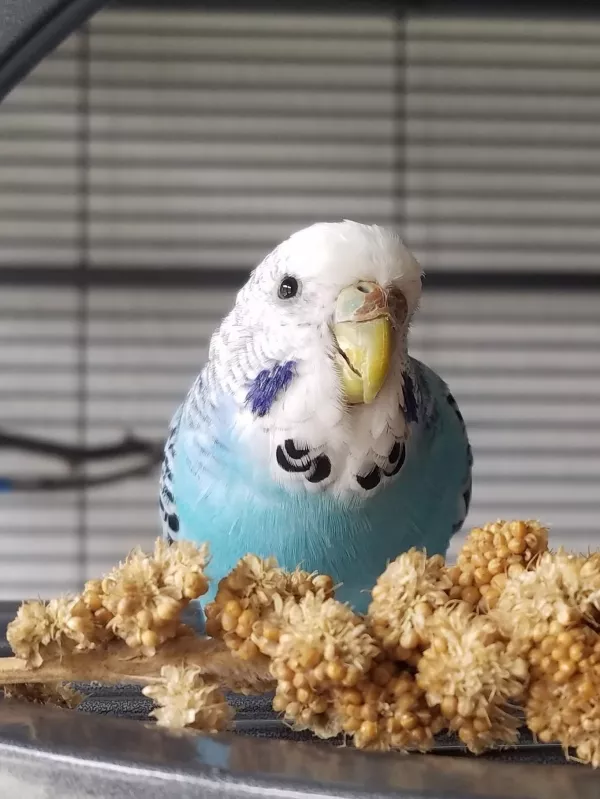 Wellensittich-Bild: Ich finde es so faszinierend, wie sich bei den Weibchen die Nasenhaut immer wieder verändert. Diesen Zwischen-Zustand wollte ich einfangen. Und sie hat wunderbar posiert :D