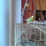 Kiwi unentschieden