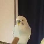 Aufmerksamer Cielo