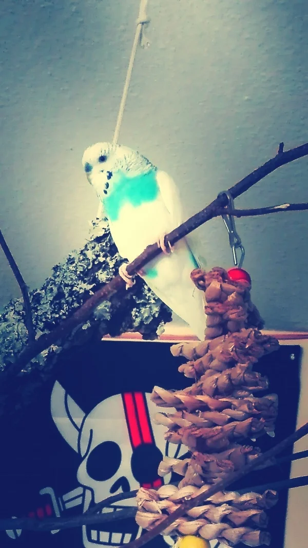 Wellensittich-Bild: Freiflug im Wohnzimmer ist toll.