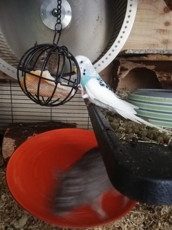 Wellensittich-Bild: Spike: Wieso sperrt man Brot in einem Käfig ab. Haben die Zweibeiner Angst, dass es davon läuft?
Thenshin: Nene.. die Zweibeiner wollen, dass wir uns anstrengen, um an das Brot zu kommen.. als würden wir nicht schon genug Sport machen. 