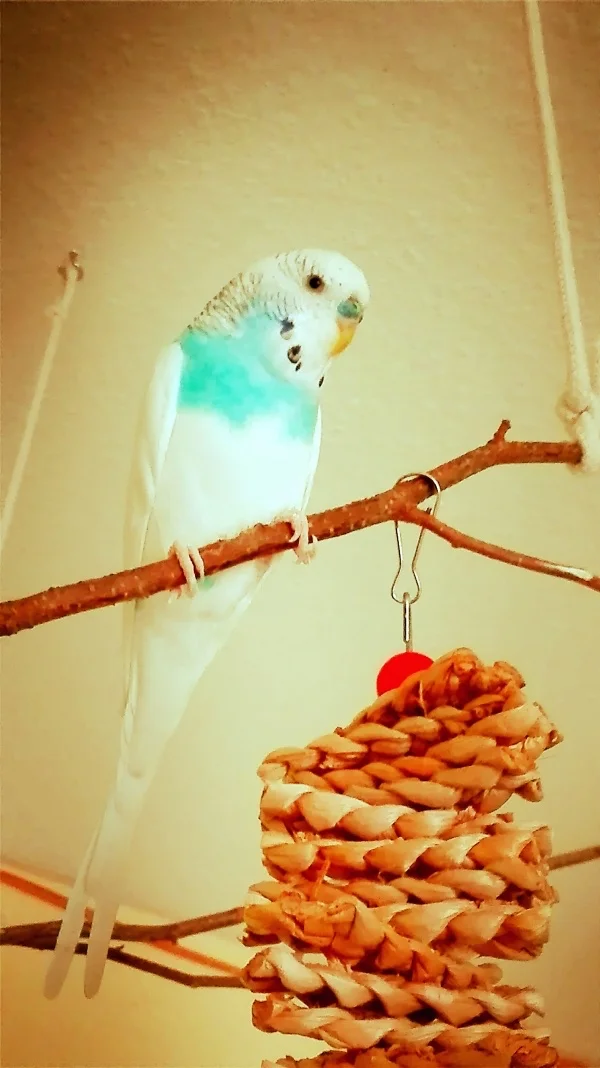 Wellensittich-Bild: Freiflug im Wohnzimmer.
