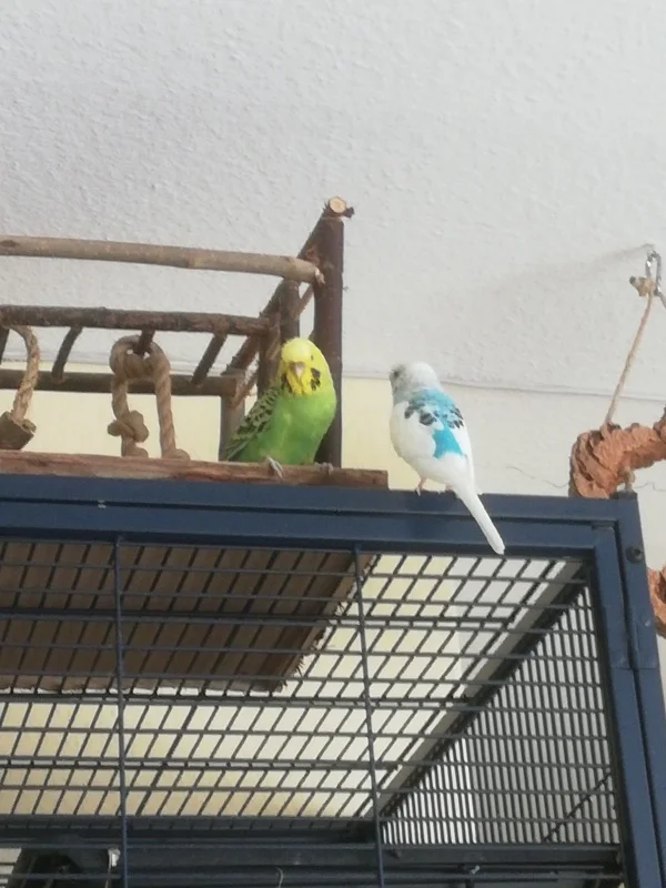 Wellensittich-Bild: Jetzt hat unsere neue Lieblingsecke bei den Degus ein Spielplatz bekommen. 