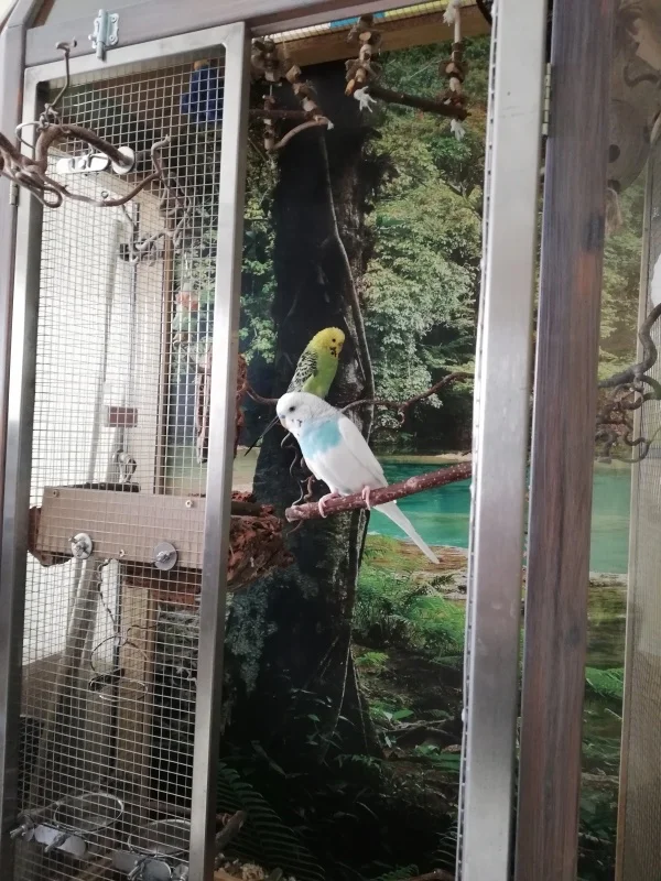 Wellensittich-Bild: Hey Kurenai, die Tür ist offen, komm schon! steht Spikey abflugbereit an der Tür während Kurenai noch verdutzt drein schaut. 