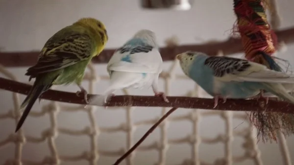 Wellensittich-Bild: Fütter mich, fütter mich.
Ich will auch!
Spiky wird nun von zwei Damen belagert, die beide seine Aufmerksamkeit verlangen. 