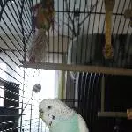 Hallo Spike