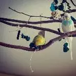Weihnachtszeit im Tannen-, äh Haselnusszweig