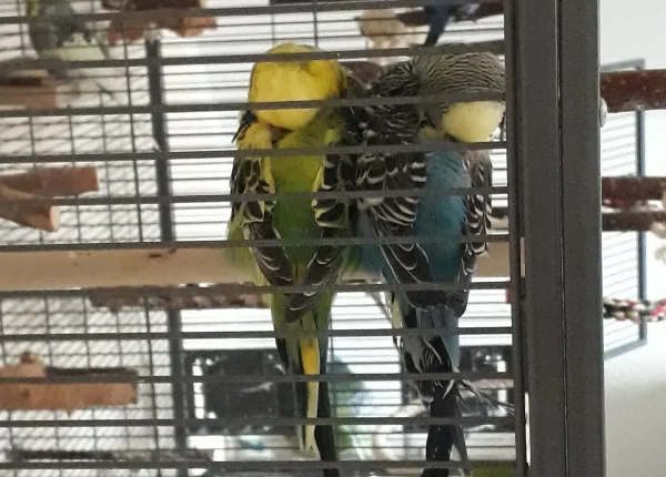 Wellensittich-Bild: jeden morgen aufs neue am kuscheln :)