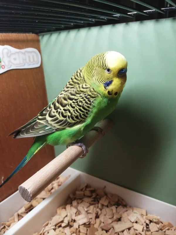 Wellensittich-Bild: Houdini mit ca. 4 Monaten
