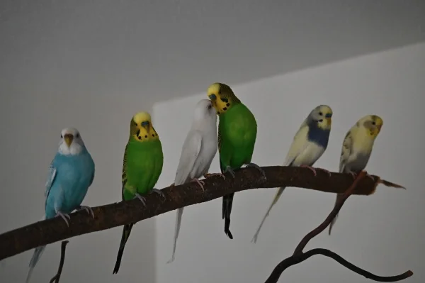 Wellensittich-Bild: Alle Pärchen sitzen zufälligerweise direkt nebeneinander; von links nach rechts: Müggli, Houdini, Schwänli, Peterli, Loki, Sternli