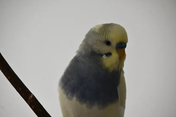 Wellensittich-Bild: Loki hat ganzjährig einen violetten Pullunder an!