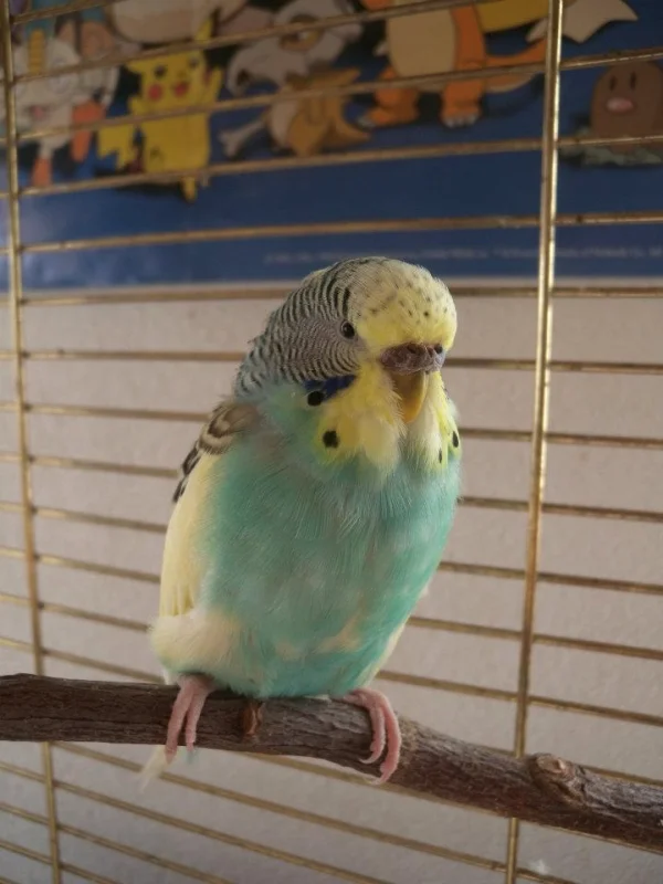 Wellensittich-Bild: Mit Züsi fand ich meine Liebe zu Wellensittichen. Leider viel zu früh verstorben, aber bis heute in liebster Erinnerung. 