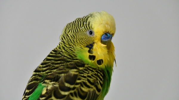 Peterli