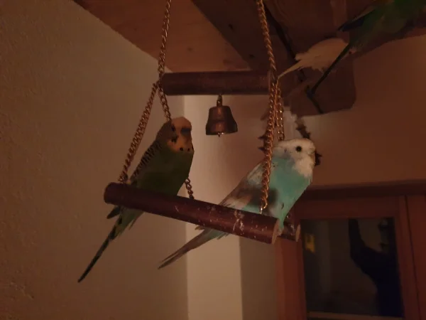 Wellensittich-Bild: Houdini (links) und Müggli (rechts) teilen sich einen Schlafplatz. Eine Romanze im Anflug?