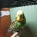 Peaky Budgie