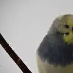 Loki trägt Kleidung