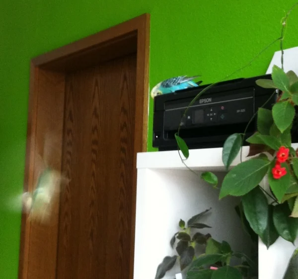 Wellensittich-Bild: der drucker schmeckt bestimmt...nein jane!!!