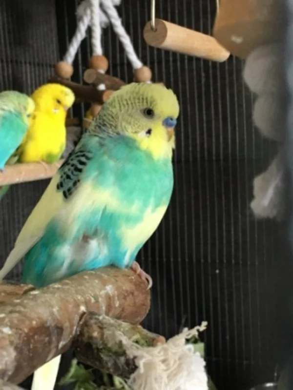 Wellensittich-Bild: Max ist wirklich so lieb und süß wie er hier schaut
