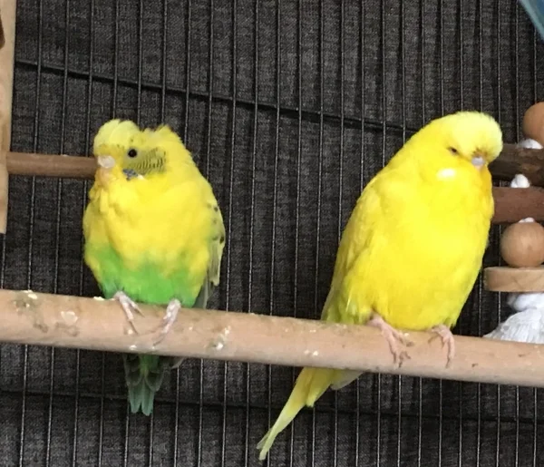 Wellensittich-Bild: lily mag paco, ist aber noch ein wenig schüchtern