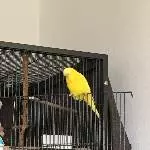 Paco auf dem Ausguck