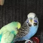 Welli-Twitter