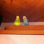 Charlie und Jane