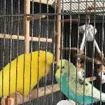 Anton und Paco