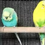 anton und joe